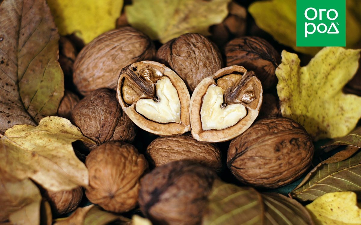 грецкий орех осенью фото